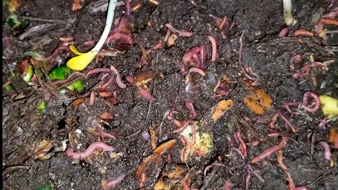 Zdjęcie Jak rozmnażają się dżdżownice? Odkryj zaskakujące metody rozmnażania