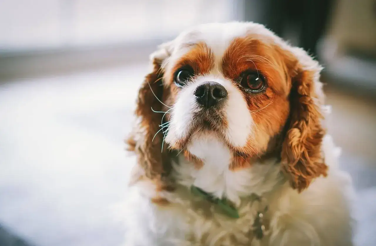 Zdjęcie Czy Cavalier ma włosy czy sierść? Odkryj różnice i pielęgnację