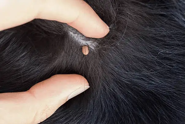 Zdjęcie Kleszcz u psa objawy: jak rozpoznać groźne symptomy po ukąszeniu