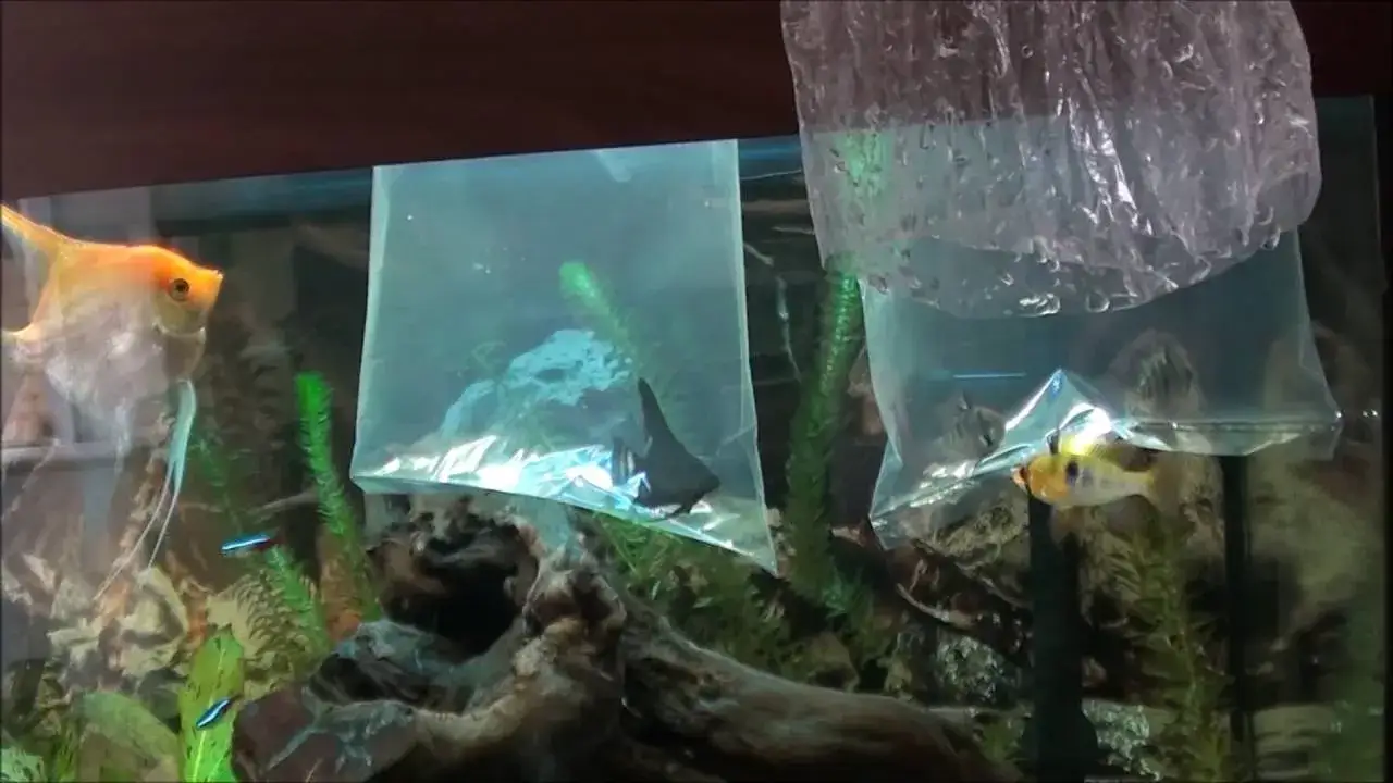 Zdjęcie Jak wpuścić rybki do akwarium bez stresu i zapewnić ich bezpieczeństwo