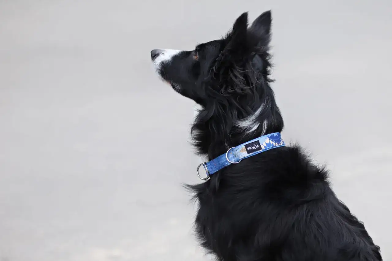 Zdjęcie Najlepsza obroża dla border collie – uniknij błędów przy wyborze