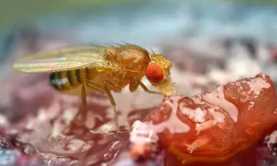 Zdjęcie Jak się rozmnażają muszki owocówki i jak ich uniknąć w kuchni