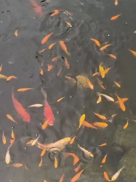 Zdjęcie Gdzie kupić rybki do oczka wodnego? Sprawdź najlepsze miejsca i porady