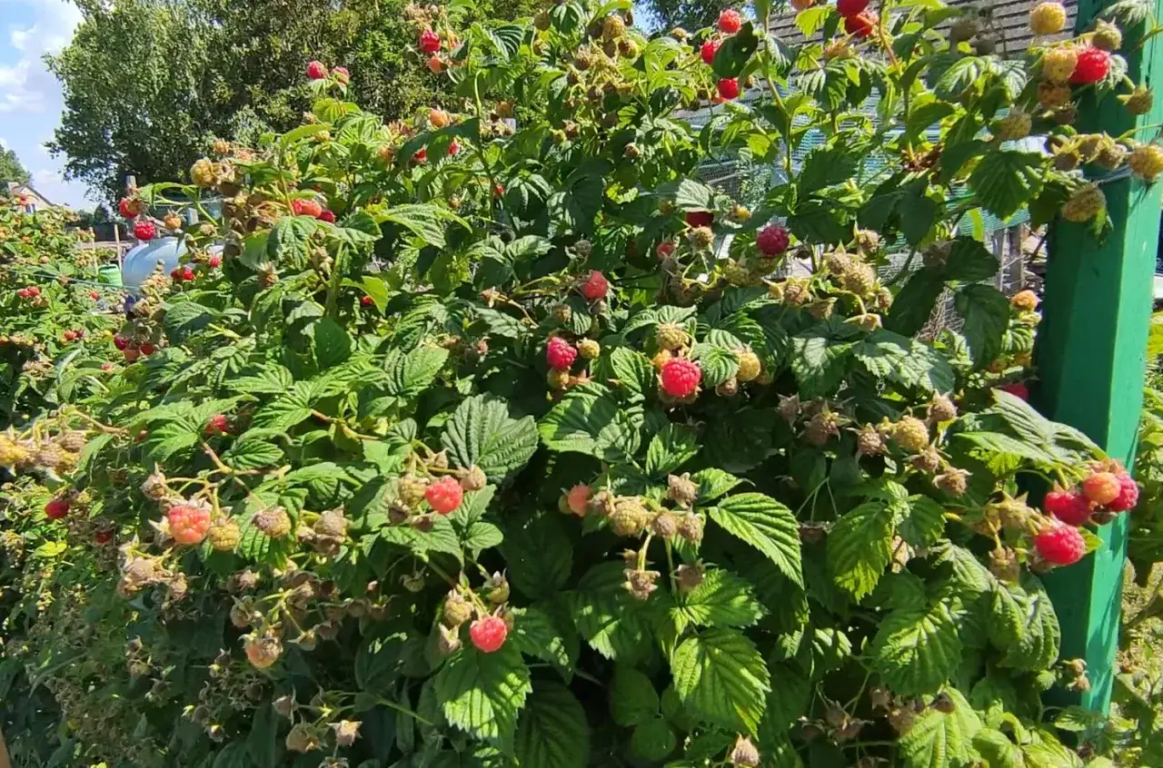Zdjęcie Jakie nawozy pod maliny letnie? Odkryj najlepsze sposoby na wzrost