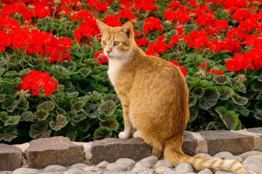 Zdjęcie Czy begonia jest trująca dla kota - poznaj objawy zatrucia i skutki spożycia