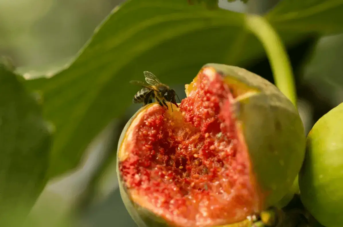 Zdjęcie Czy figi są wegańskie? Kontrowersje i różne opinie wegan