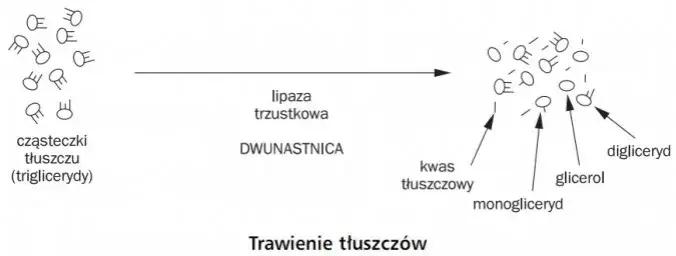 Zdjęcie Trawienie tłuszczy u psa: problemy, przyczyny i schemat trawienia