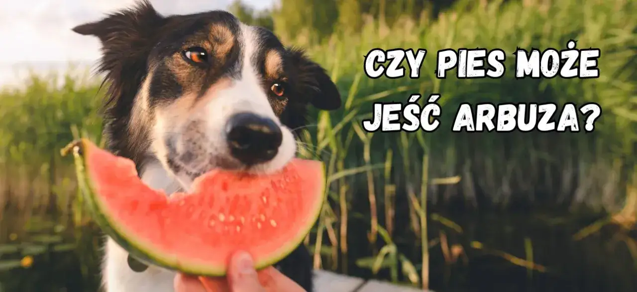 Zdjęcie Czy pies może jeść arbuza? Bezpieczne sposoby na zdrową przekąskę