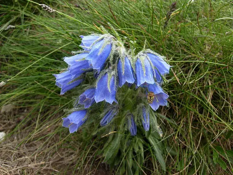 Zdjęcie Dzwonek alpejski w Tatrach: fascynująca flora wysokogórska