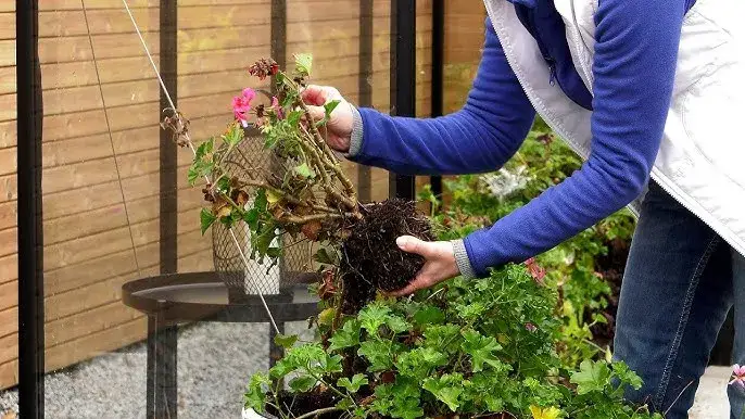 Zdjęcie Jak przycinać pelargonie, aby uniknąć błędów i cieszyć się zdrowiem roślin
