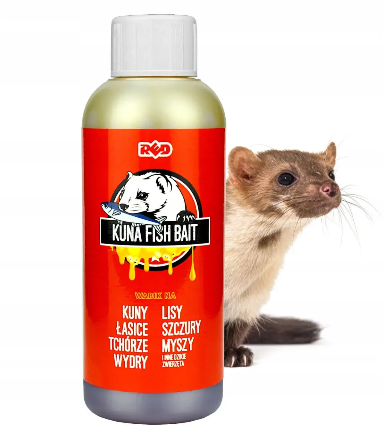 Zdjęcie Najlepsze przynęty na kunę, które skutecznie przyciągną te zwierzęta