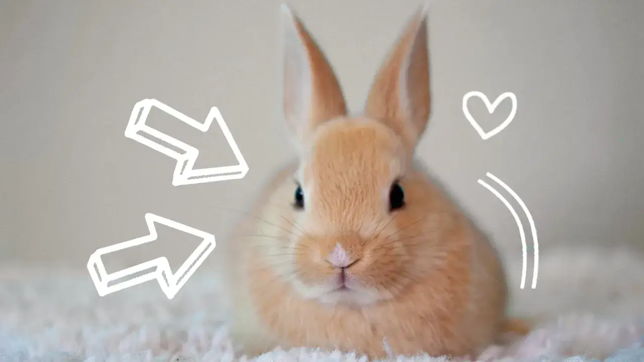 Zdjęcie Jaka karma dla królika? Odkryj, co zapewni zdrowie i szczęście