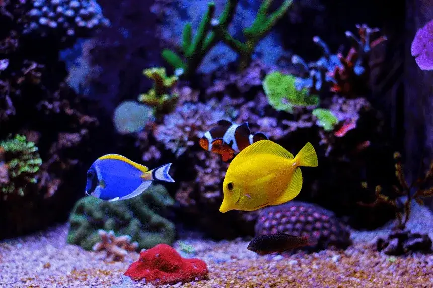 Zdjęcie Czy rybki śpią? Zaskakujące fakty o ich unikalnym śnie