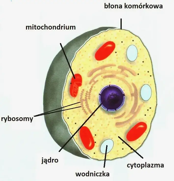Zdjęcie Co to jest komórka w biologii? Definicja, funkcje i przykłady prosto wyjaśnione