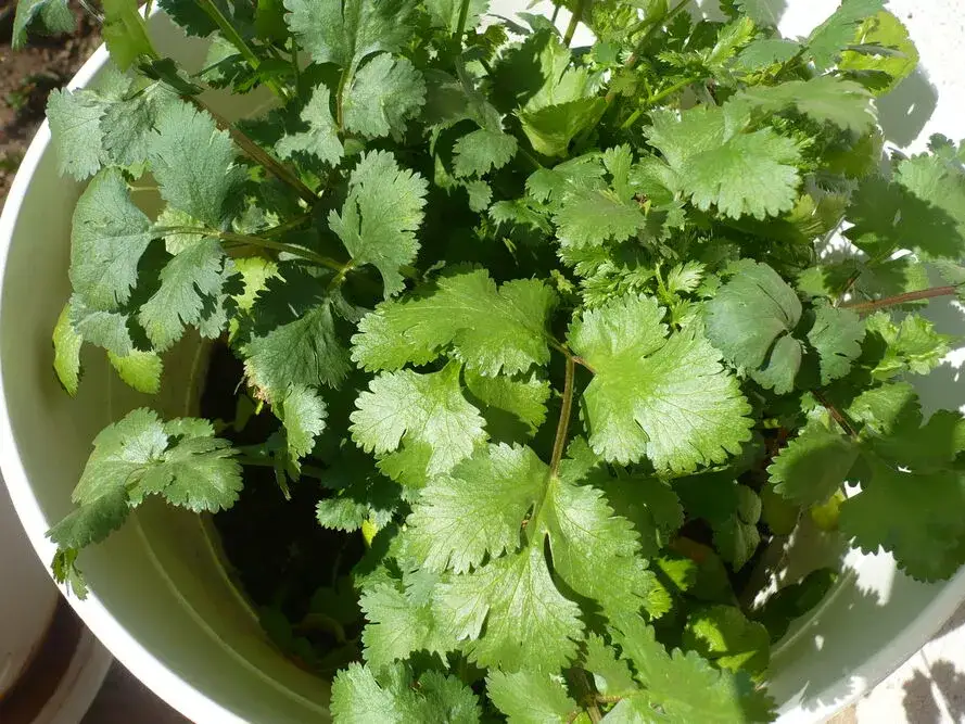 Zdjęcie Uprawa kolendry: Poradnik krok po kroku do Twoich liści i nasion