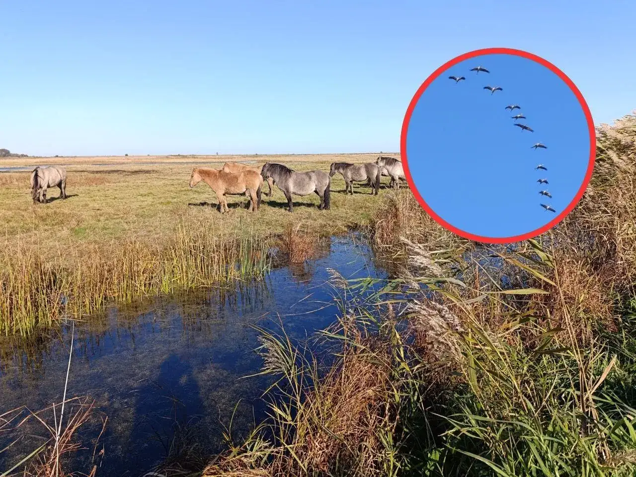 Zdjęcie Rezerwat przyrody Beka – co warto wiedzieć przed wizytą i jak uniknąć błędów