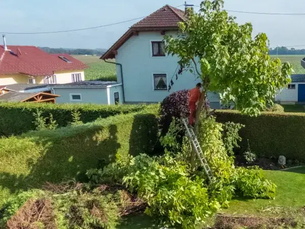 Zdjęcie Jak wysokie drzewa przy granicy działki? Poznaj przepisy i zasady