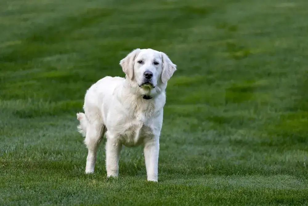 Zdjęcie Ile żyje golden retriever? Sekrety długowieczności i zdrowia psa