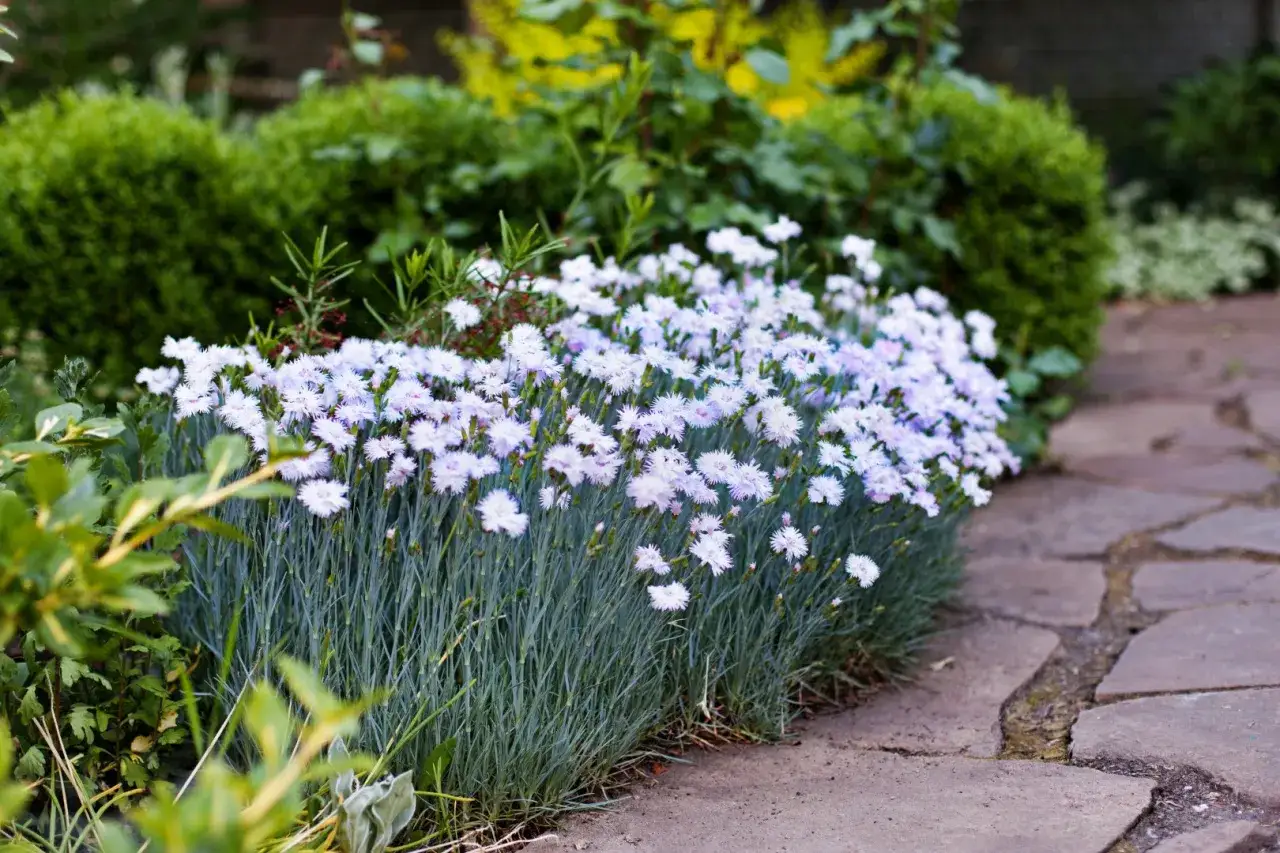 Zdjęcie Jak rozmnażać goździki ogrodowe – skuteczne metody i pielęgnacja krok po kroku