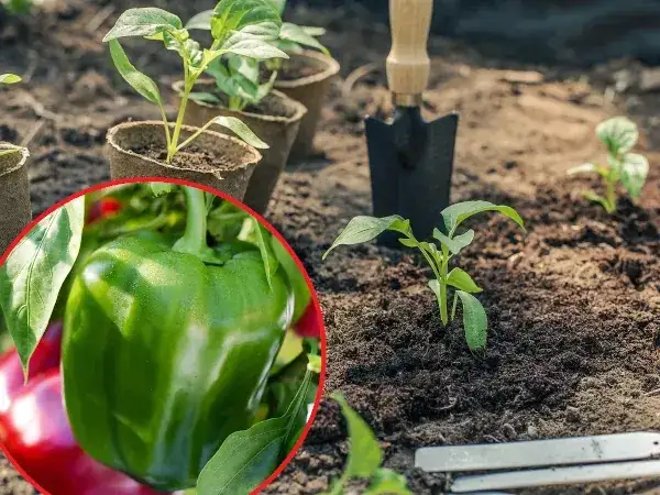 Zdjęcie Kiedy sadzimy paprykę? Uniknij błędów i przymrozków przy sadzeniu
