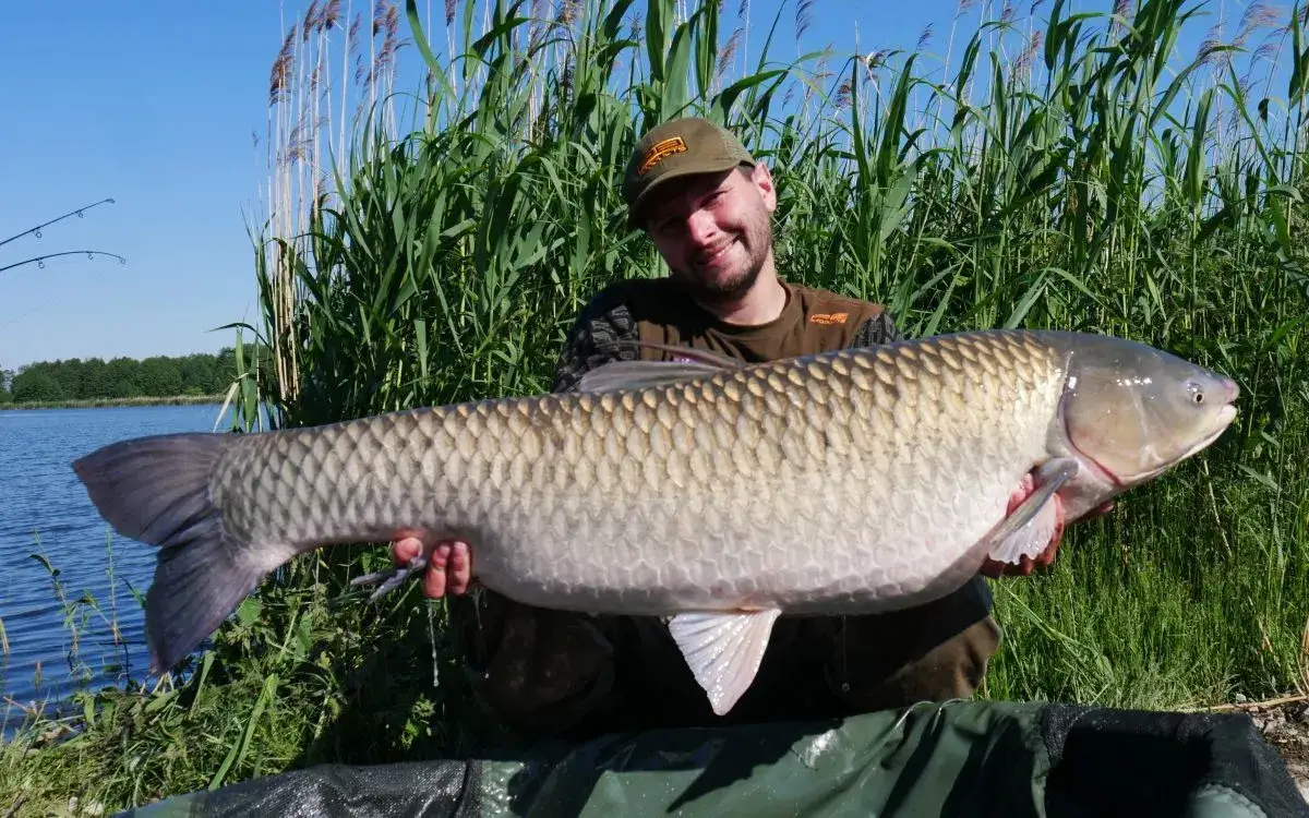Zdjęcie Skuteczne przynęty na amura: jakie wybrać, aby złowić więcej?