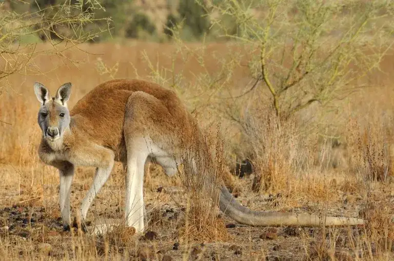 Zdjęcie Czym się żywi kangur? Odkryj sekrety ich diety i preferencji żywieniowych