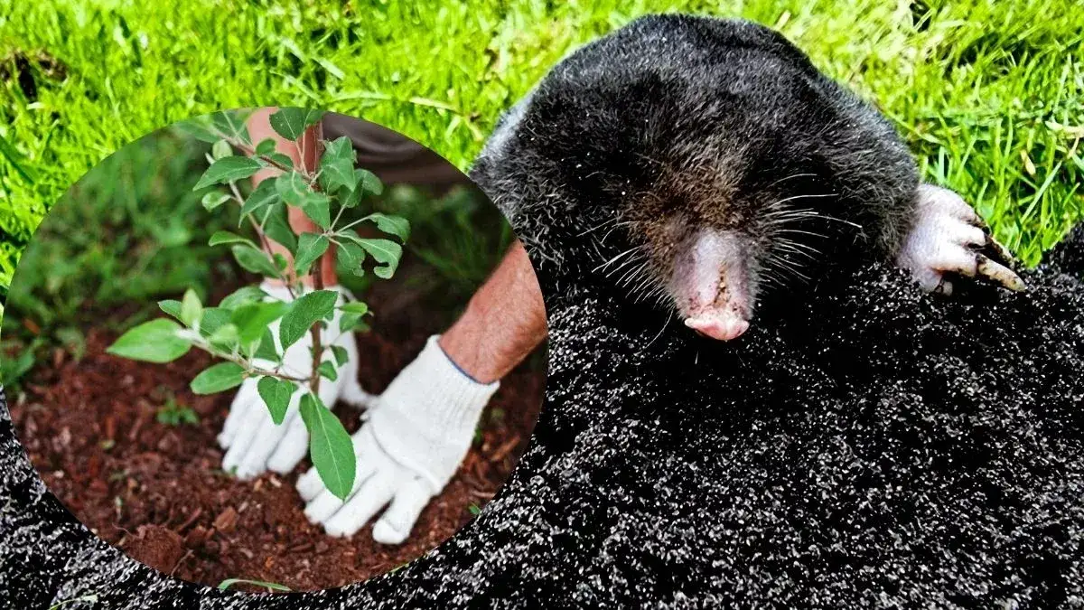Zdjęcie Jak pozbyć się kretów w ogrodzie skutecznie i ekologicznie