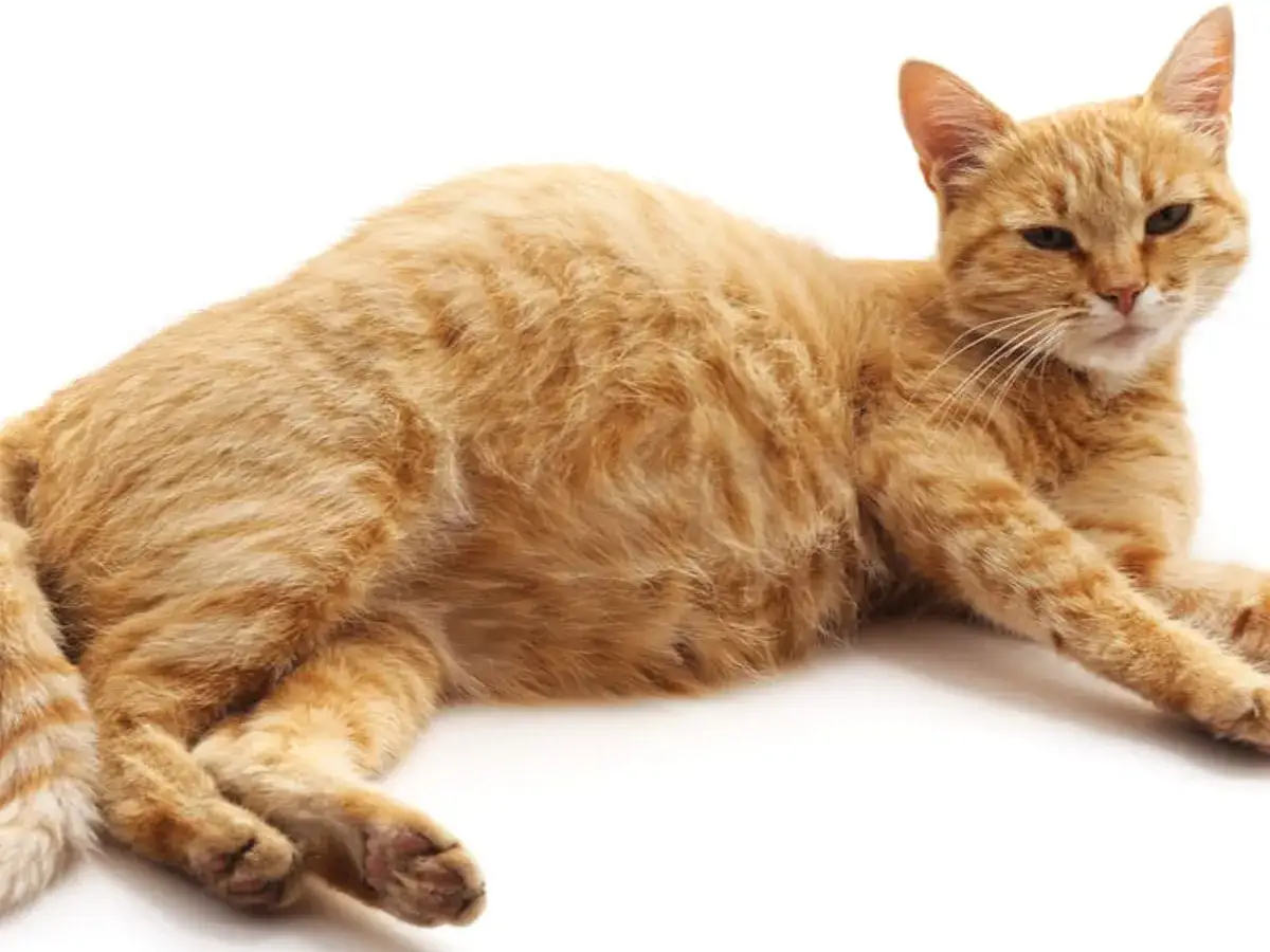 Zdjęcie Ile kotka może mieć kociaków? Zaskakujące fakty o liczbie miotów