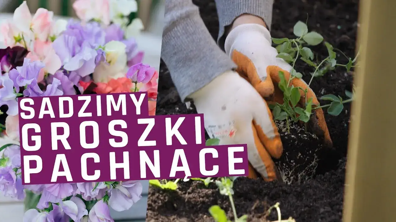 Zdjęcie Kiedy sadzić groszek pachnący do gruntu? Najlepszy termin i porady
