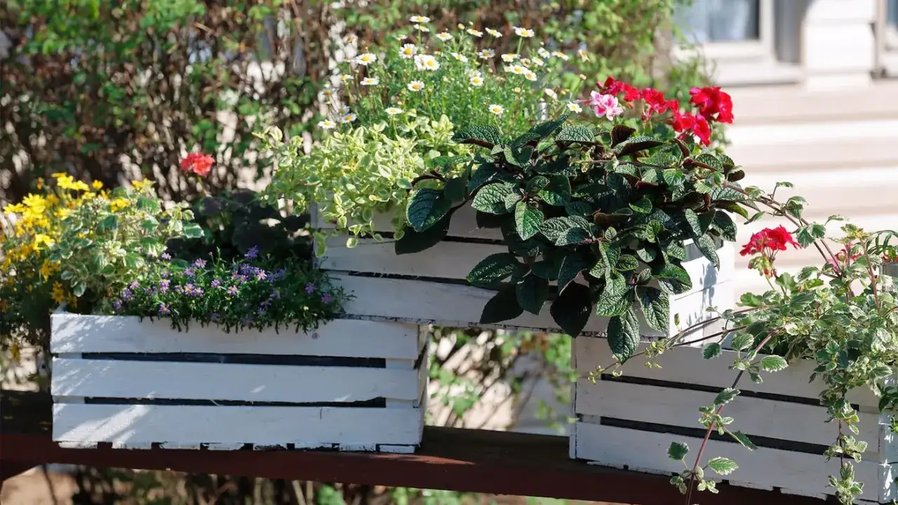 Zdjęcie Jak zrobić kwietnik ze skrzynki po jabłkach i cieszyć się efektowną zielenią