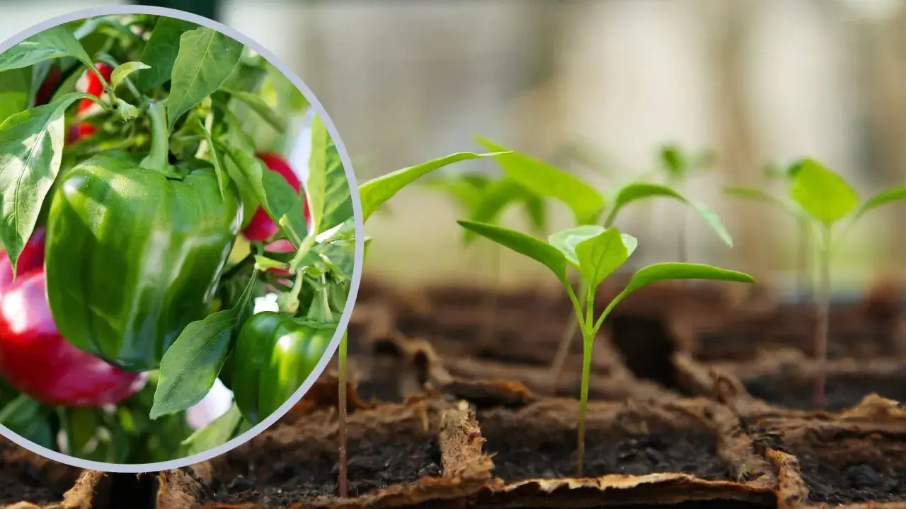 Zdjęcie Kiedy siać paprykę? Terminy, porady i kalendarz siewu