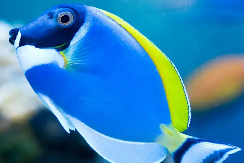 Zdjęcie Największe polskie oceanarium w Krakowie - co warto zobaczyć?