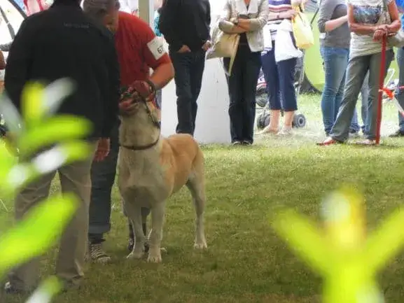 Zdjęcie Jak założyć hodowlę ZKwP i uniknąć najczęstszych błędów