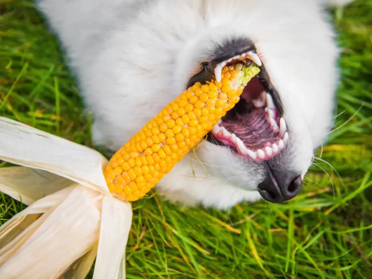 Zdjęcie Czy pies może jeść kukurydzę - co musisz wiedzieć przed podaniem pokarmu