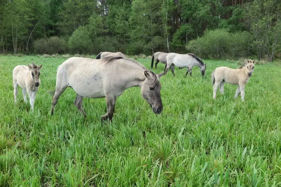 Zdjęcie Czy w Polsce żyją dzikie konie? Fakty o konikach polskich i ich ochronie