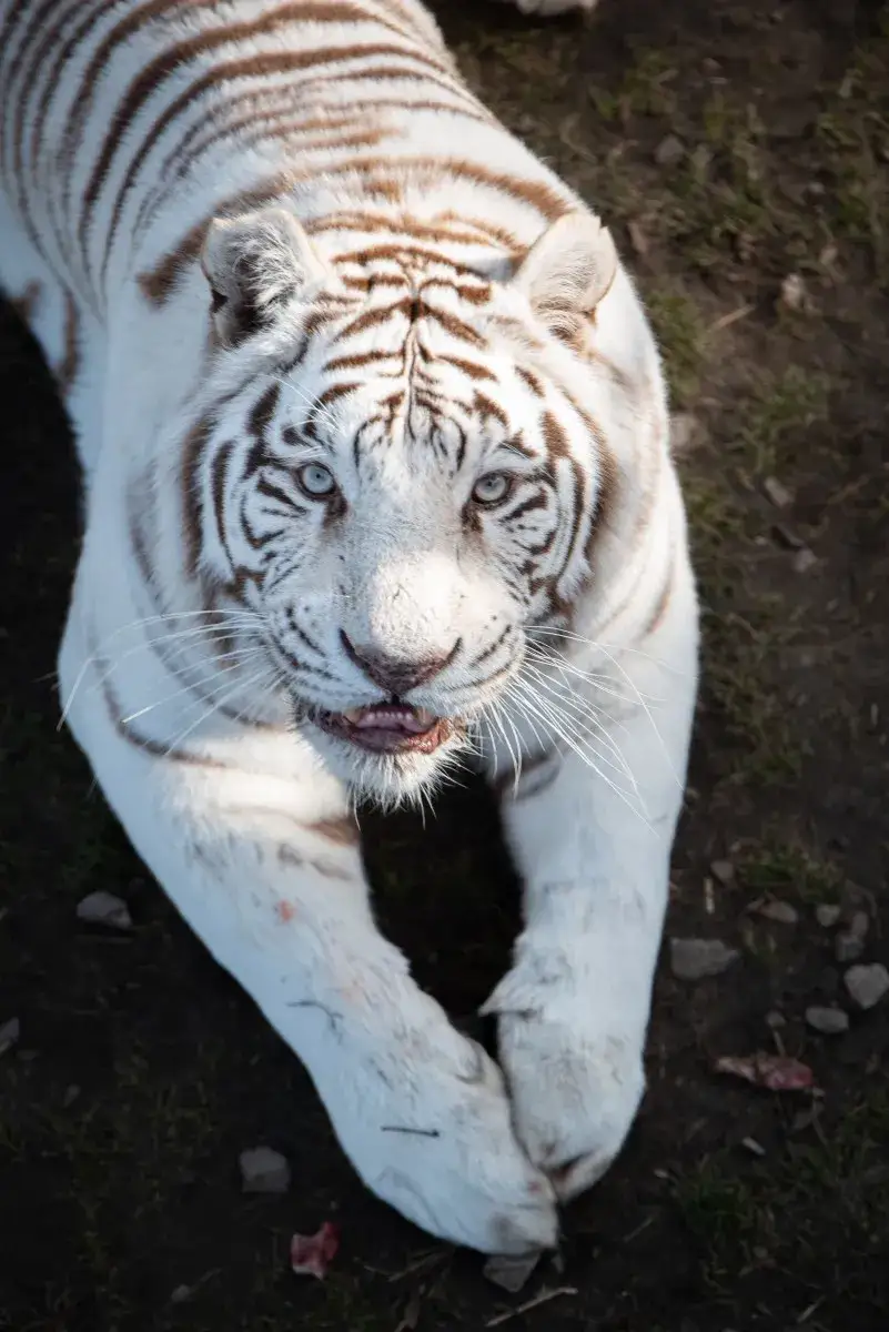 Zdjęcie Tygrys czym się żywi - Zaskakujące fakty o diecie tych drapieżników