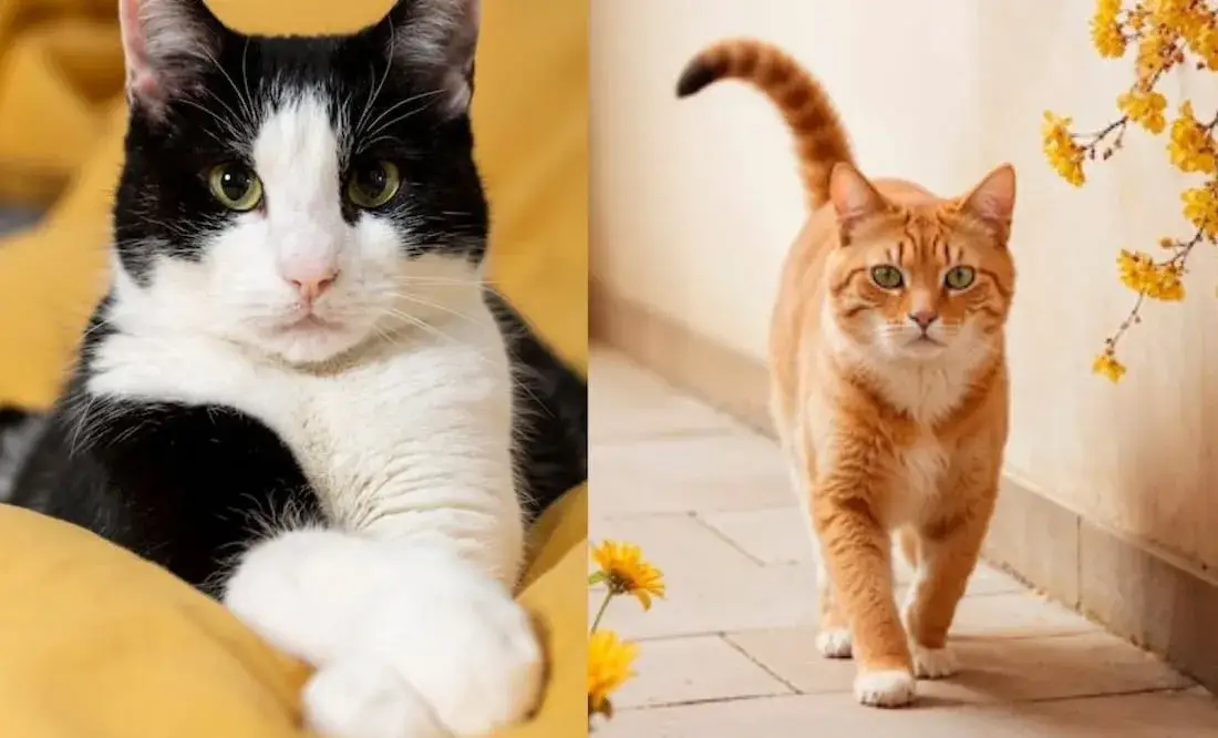 Zdjęcie Enfermedades que transmiten los gatos y c&oacute;mo protegerte de ellas