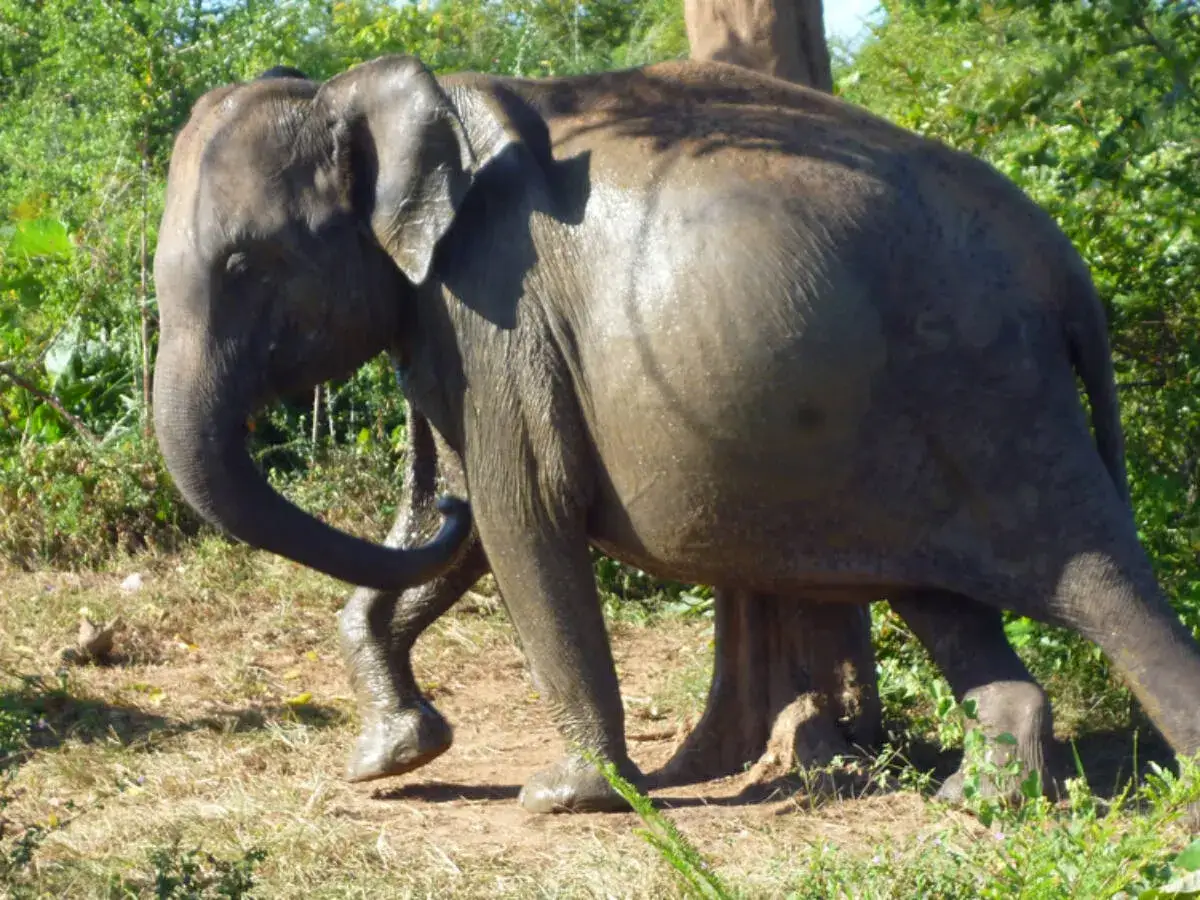 Zdjęcie Jak rozmnażają się słonie? Fascynujący proces i tajemnice ich życia
