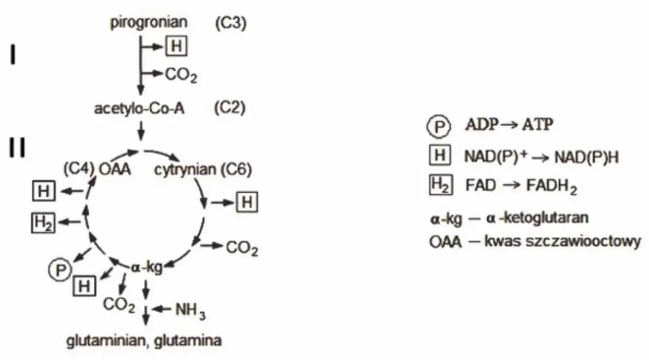 Zdjęcie Co to jest metabolizm w biologii i dlaczego jest tak ważny?