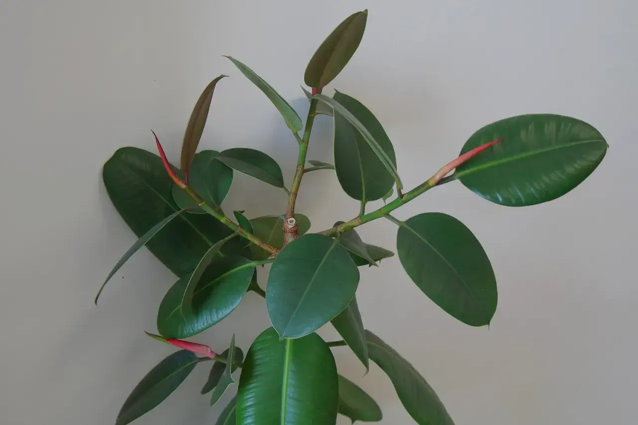 Zdjęcie Jak przycinać fikusa, aby uniknąć błędów i wspierać jego wzrost