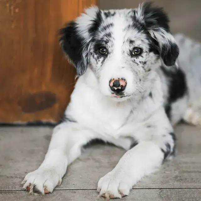 Zdjęcie Czy ryż jest dobry dla psa? Sprawdź, co musisz wiedzieć o diecie.