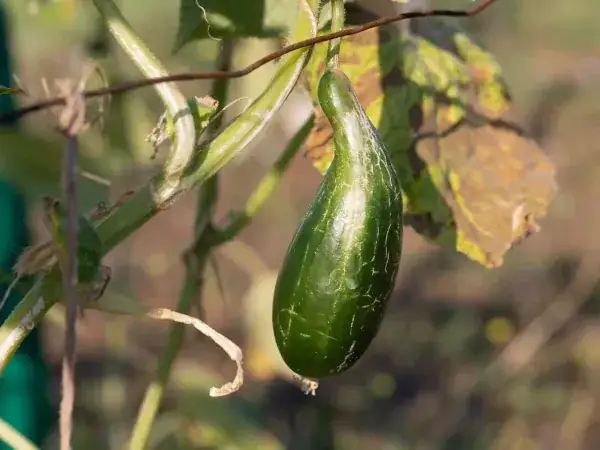 Zdjęcie Najlepsze terminy na opryskiwanie ogórków, aby uniknąć chorób i strat