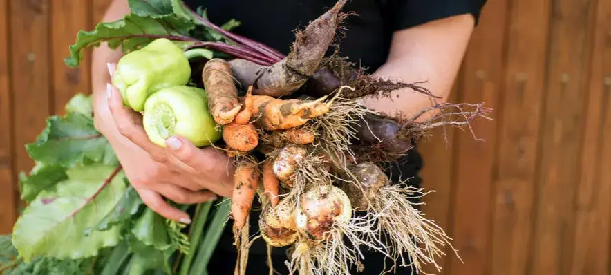 Zdjęcie Jakie warzywa do piekarnika? Odkryj najlepsze opcje na zdrowo