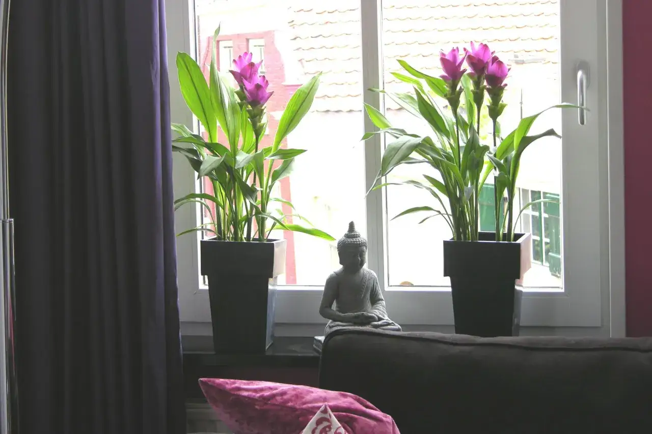 Zdjęcie Idealne Rozwiązania dla Uprawy Kurkuma w Doniczce w Domowych Warunkach