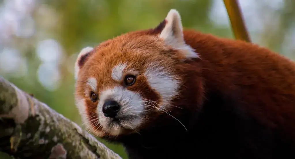 Zdjęcie Jak skutecznie chronić gatunki zagrożone wyginięciem – praktyczne porady i działania