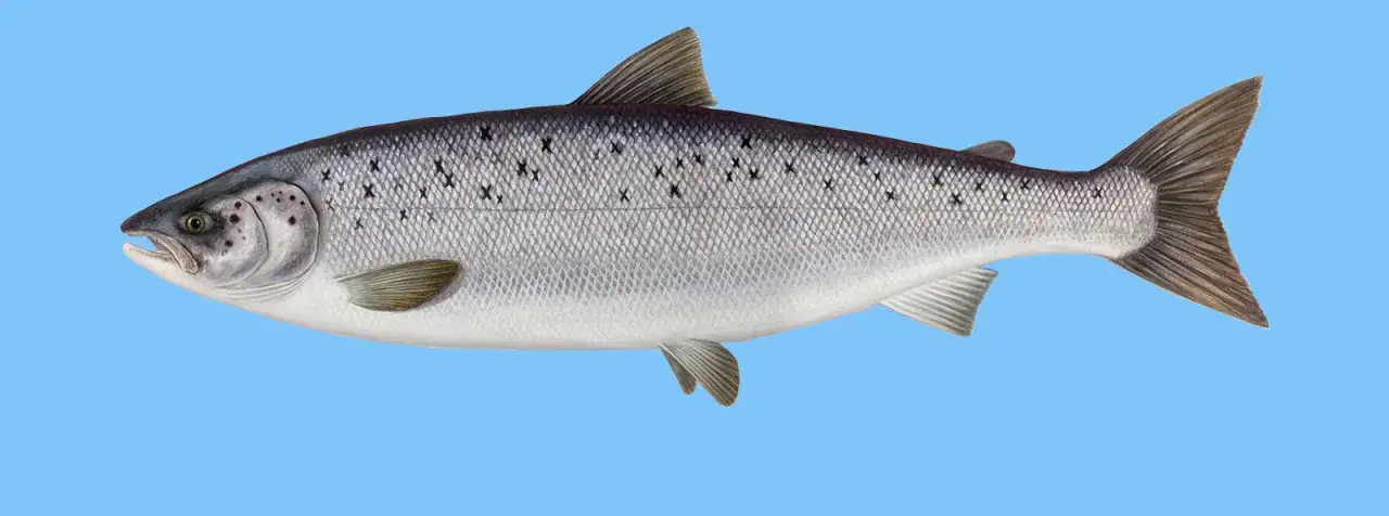 Zdjęcie Czy łosoś żyje w Bałtyku? Poznaj prawdę o występowaniu tej rzadkiej ryby