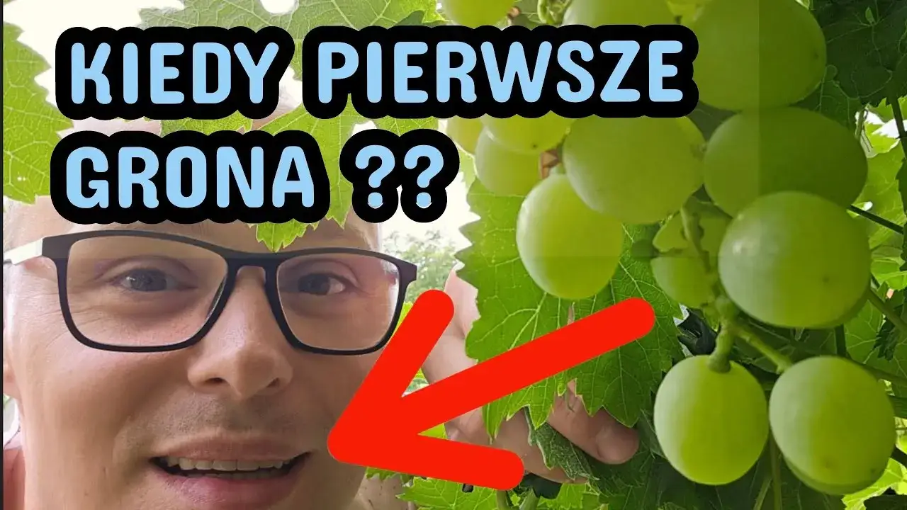 Zdjęcie Kiedy sezon na winogrona w Polsce? Wrzesień to szczyt!