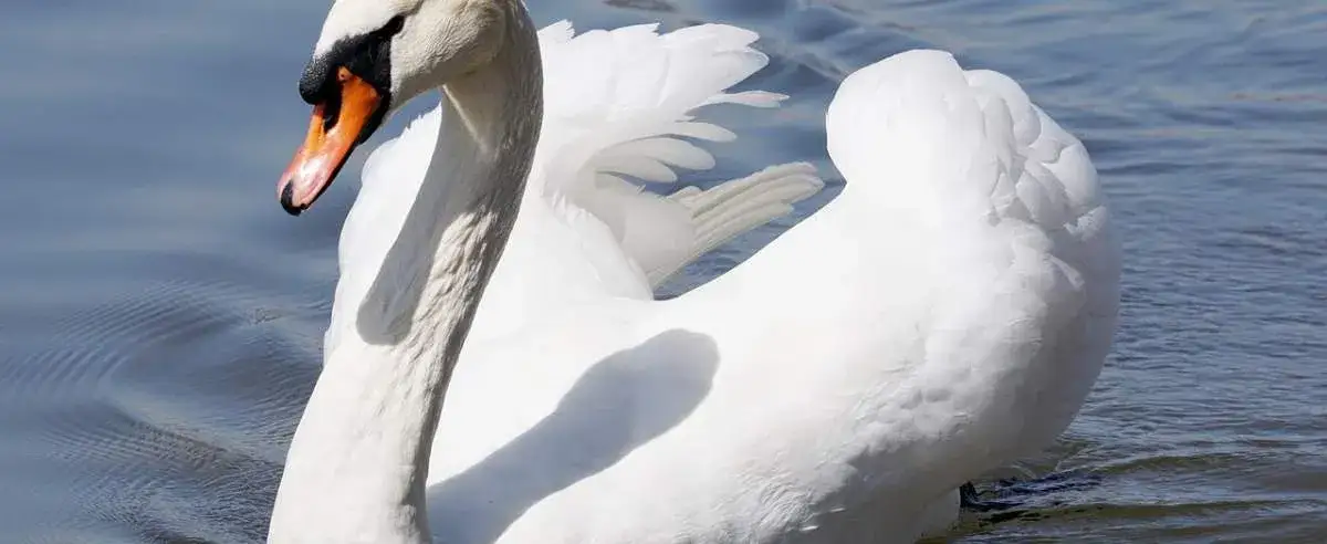 Zdjęcie Czy łabędzie łączą się w pary na całe życie? Prawda i mity