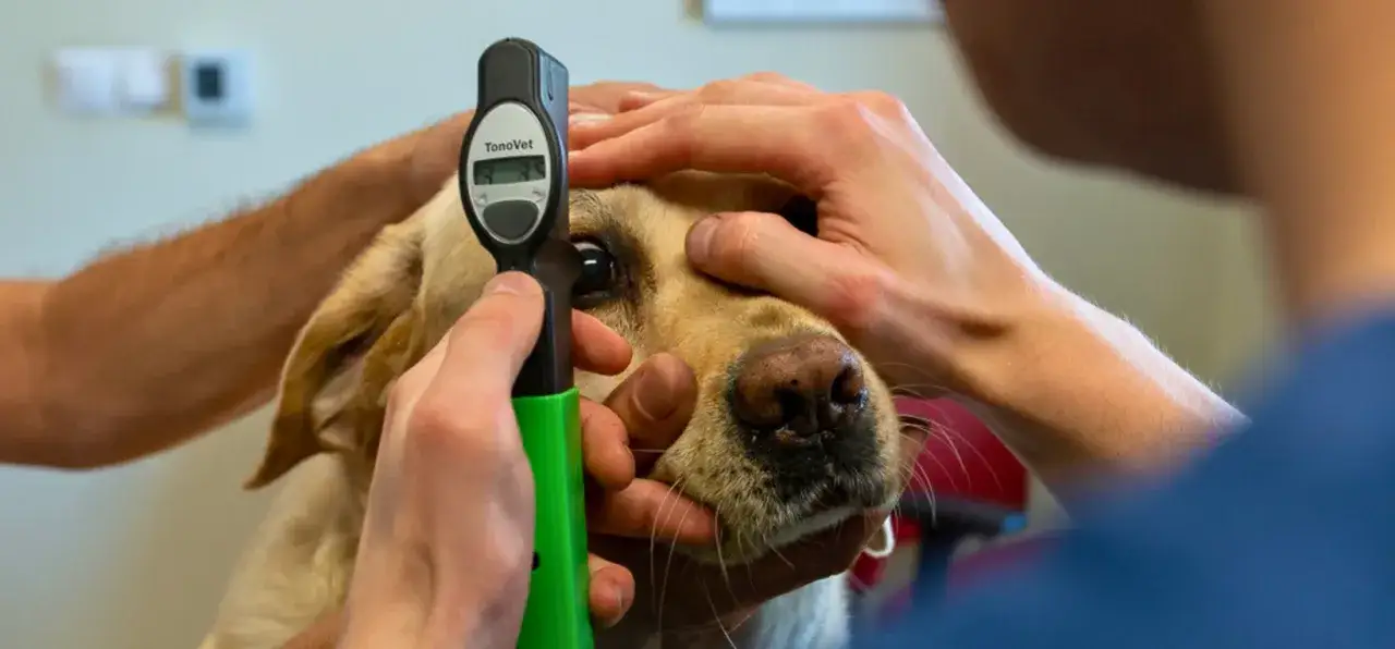 Zdjęcie Gdzie pracuje weterynarz? Odkryj różne miejsca zatrudnienia