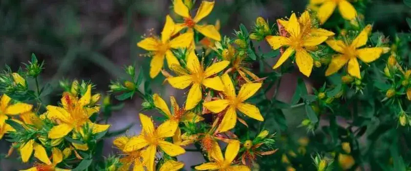 Zdjęcie Jakie suplementy na depresję mogą naprawdę pomóc w walce z objawami?